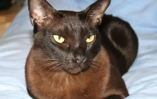 What's the best food for Burmese cats?
