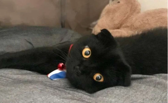 Can I take a bath with my kitten right after it has been vaccinated?