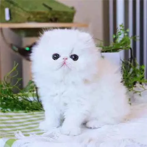 Is it a sign of illness if a cat's belly heaves more frequently while sleeping?