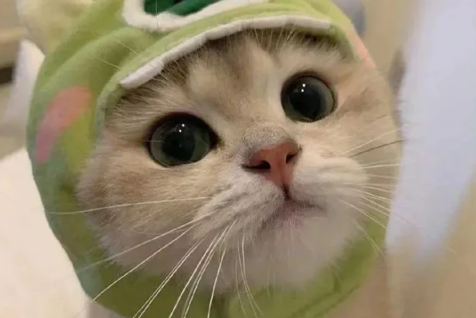 Why does my cat keep stepping on me?