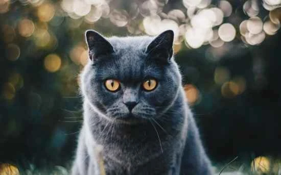 Can cats take human cold medicine?