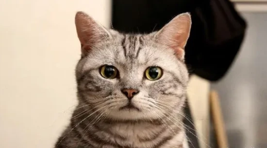 Simple ways to get rid of bad breath in cats