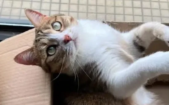 Is a cat's nose normally moist or dry?