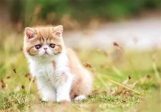 How often should a pet cat be dewormed?