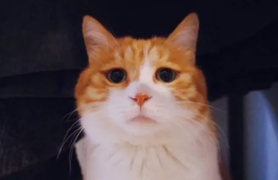 How to make up with a cat that holds a grudge?