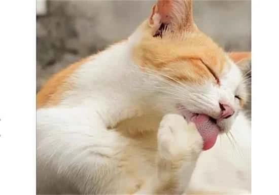 Is it okay to play with a cat right after it has eaten?