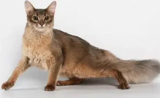 What food is best for Somali cats?