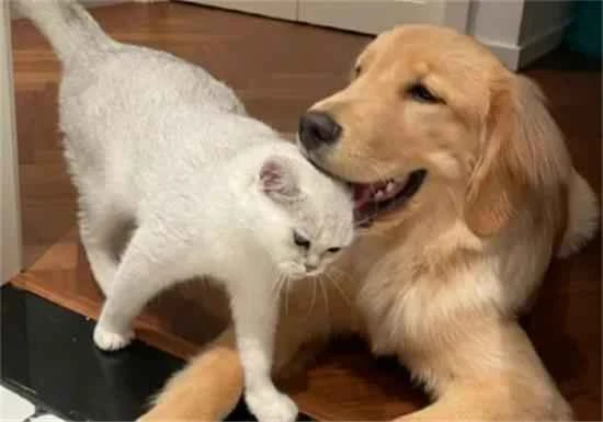 猫狗双全，真那么美好吗？宠物间的矛盾很多人不知