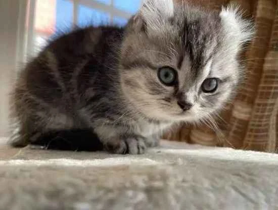 Why do cats drool while sleeping?