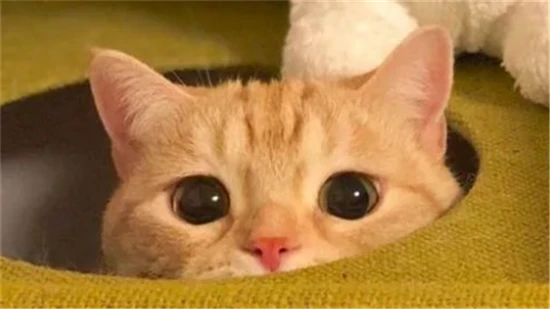 Do cats need to have their food changed frequently?