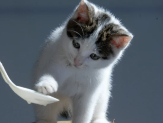 What are the signs that your cat dislikes you?