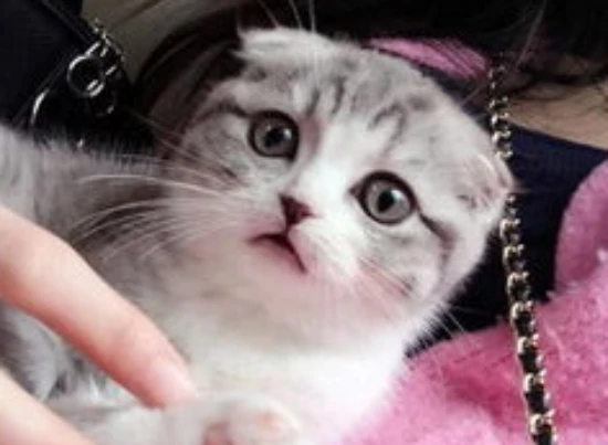 Details that are easily overlooked in cat grooming