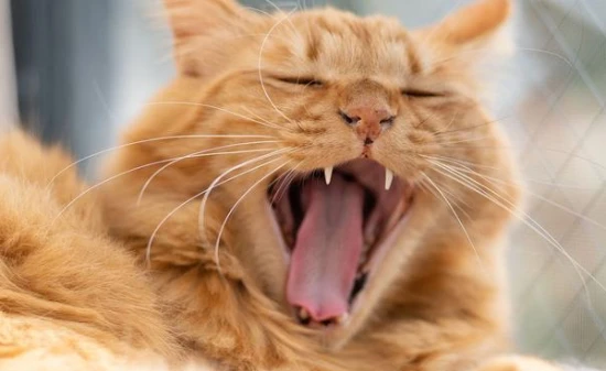 猫咪为什么一直叫唤？猫咪一直叫唤的原因有哪些？