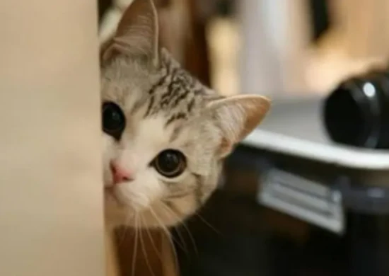 How often should you clean the litter box?