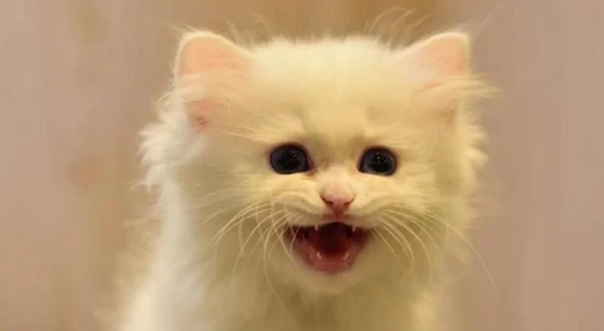 The meanings of various cat sounds