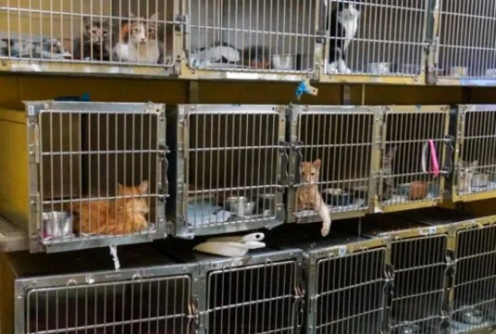 猫咪知道自己被遗弃了吗？