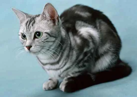 How many days will it take for a lost cat to come back on its own?