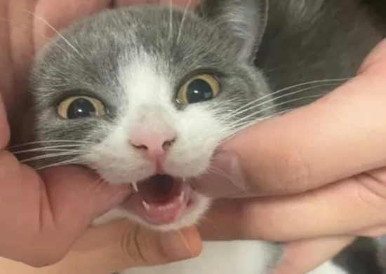 When do cats start losing their baby teeth?