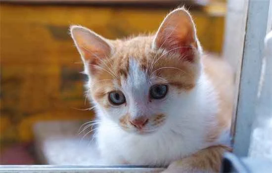 Do cats have feelings for people? Yes, cats do have feelings for people.