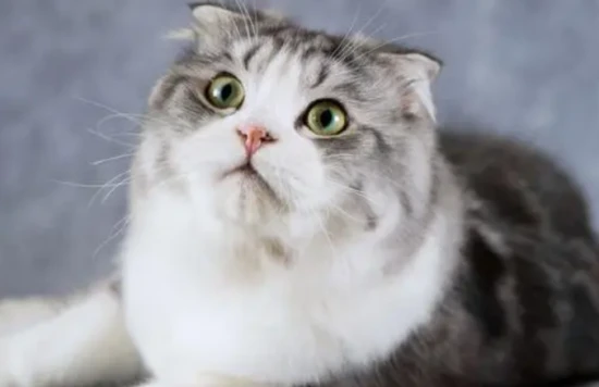 How many owners does a cat recognize in its lifetime?