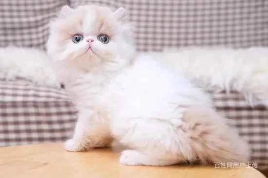 Will it be okay for a kitten to grow up with its hind legs turned outwards and not pushing off the ground?