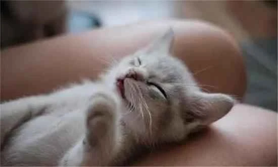 Does keeping a cat at home affect feng shui?