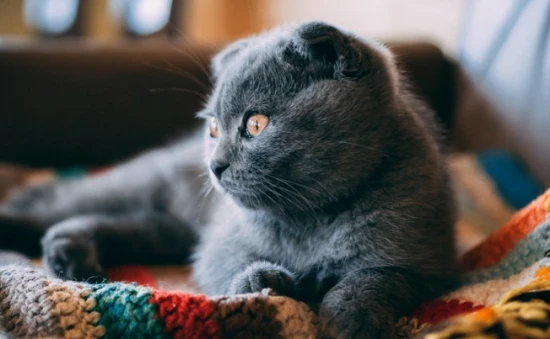 How to raise a British Shorthair cat