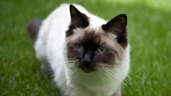 What should I do with my cat when I move?