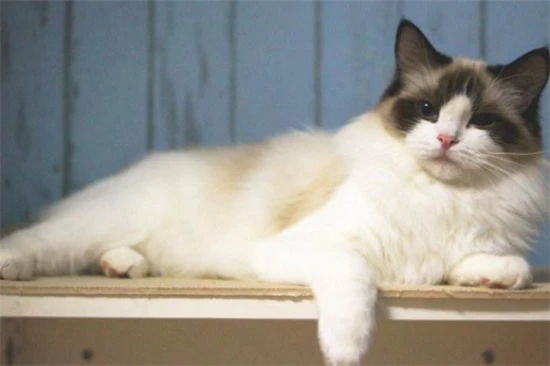 What causes cats to shed a lot in the spring?