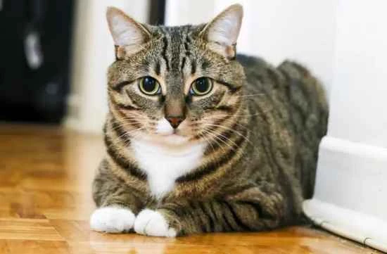 Do you still think that feline pica is just a cat's curiosity?