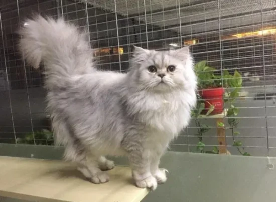 The cat died after eating chicken bones.