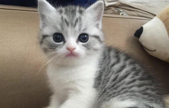 Do cats snore when they sleep?