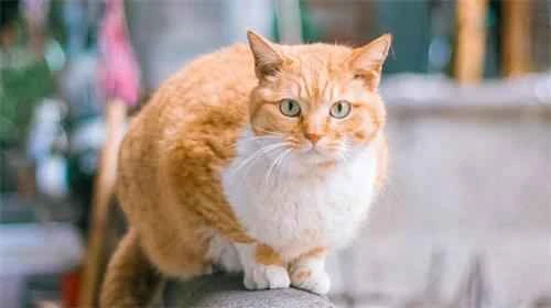 Black bumps on a cat's body may be fleas.