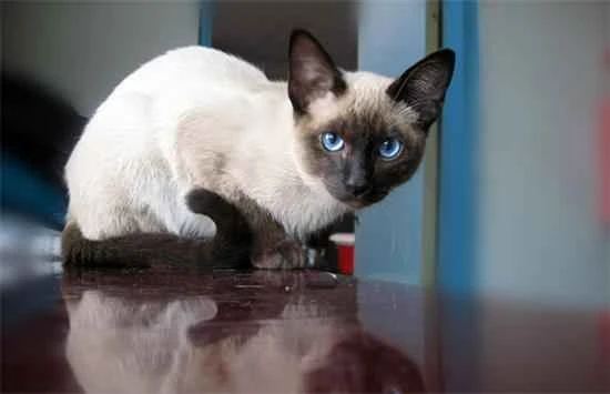 Can cats eat mangosteens?