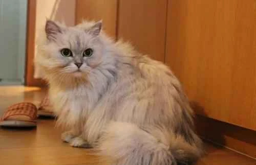 Why does my cat keep shaking its head and scratching its ears after I use ear cleaning solution?