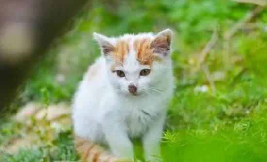 Will a 40-day-old kitten defecate on its own?