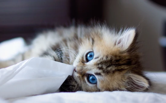 Can cats ride on buses?