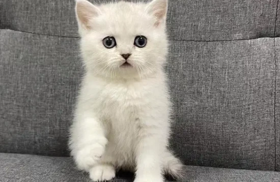 Should I keep my cat locked up when I first bring it home?