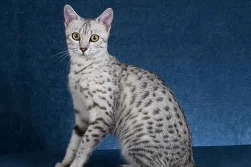 How to bathe your cat peacefully