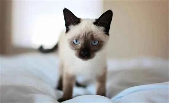 5 cat breeds that are "more loyal than dogs"