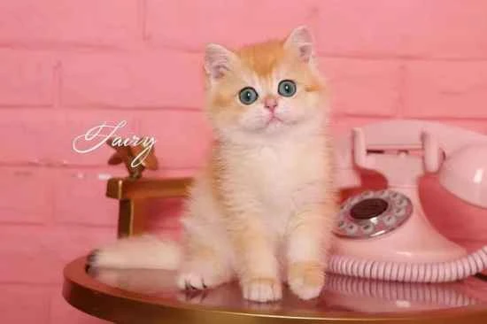 Can pet cats eat rice? Will eating rice cause diarrhea in cats?