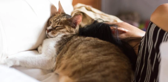 Does a cat's preference depend on who it sleeps next to?