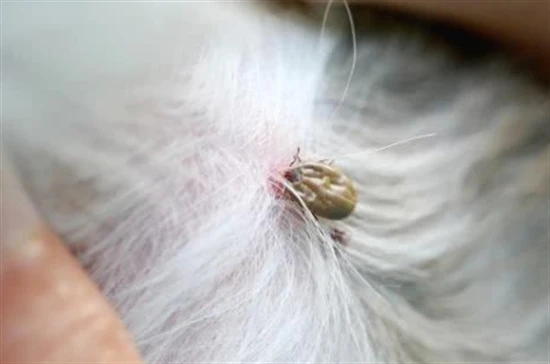 How to get rid of fleas on a cat