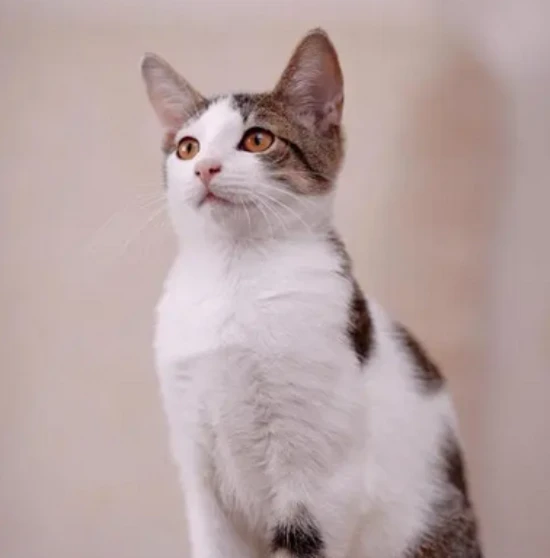 How to distinguish between cat earwax and ear mites