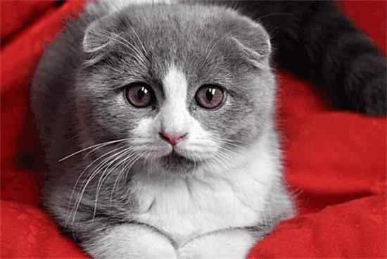 What are the dangers of calcium deficiency in cats? How can I supplement my cat's calcium intake?