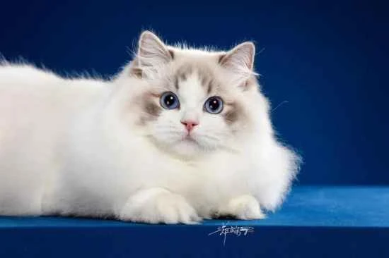 Don't you know how to get rid of cat fleas?