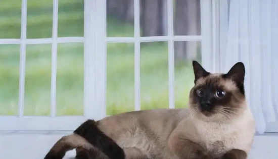 How long does it take for a kitten to grow from birth to weaning?