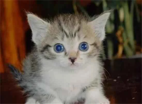 Advantages and disadvantages of mixed-breed cats