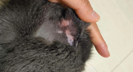 What causes excessive shedding in cats and what can be done about it?