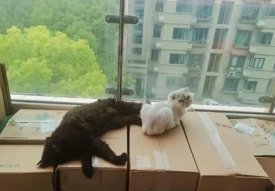 猫咪食欲不振？是什么原因？